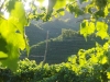 vineyards-in-valdobbiadene
